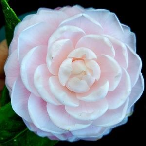 Meet your Posher, Dana